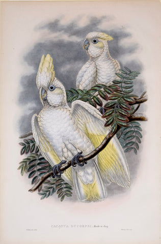 John Gould (1804-1881), Cacatua Ducorpsi