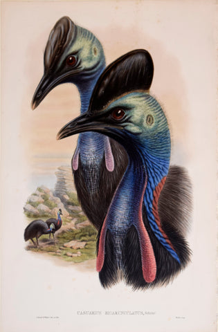 John Gould (1804-1881), Casuarius Bicarunculatus