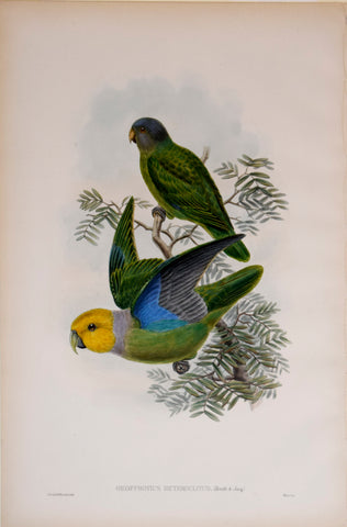 John Gould (1804-1881), Geoffroyius Heteroclitus