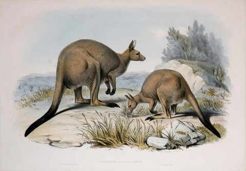 John Gould (1804-1881), Macropus Fuliginosus