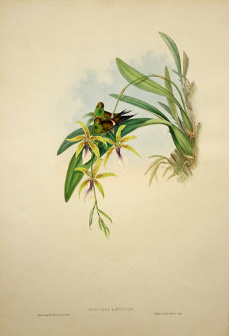 John Gould (1804-1881), Gouldia Laetitiae