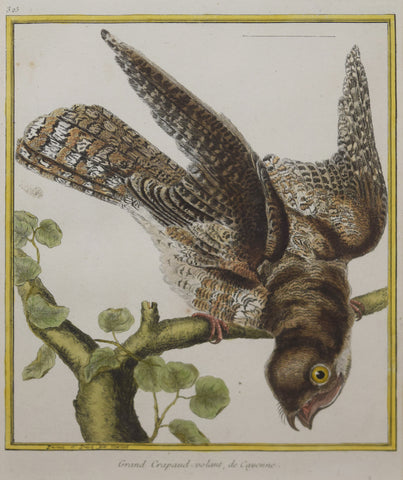 Francois Nicolas Martinet ( b. 1731),  Grand Crapaud- volant de Cayenne Pl 325