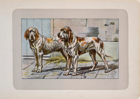 P. Mahler & J.B. Samat, Grand Griffon Vendeen