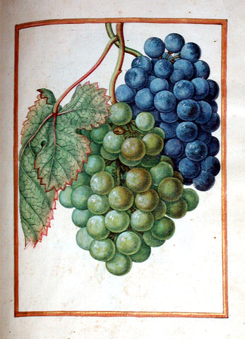 Jacques le Moyne de Morgues (French, ca. 1533-1588), Grape-vine