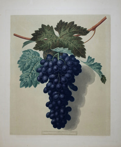 George Brookshaw (1751-1823), Grapes, Pl LII