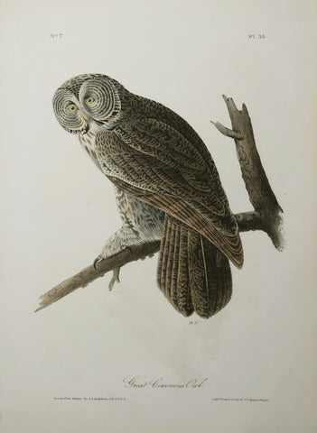 John James Audubon (American, 1785-1851), Pl 35 - Great Cinereous Owl