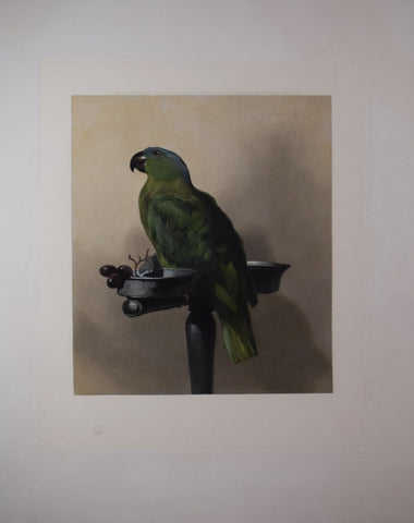 Edwin Landseer (1802-1873), after [Lory], Royal Family Parrot