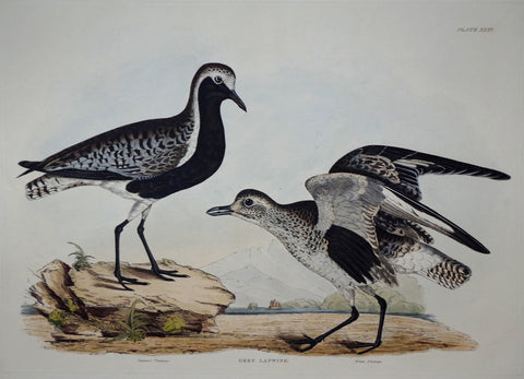 Prideaux John Selby (1788-1867), Grey Lapwing Plt XXXV