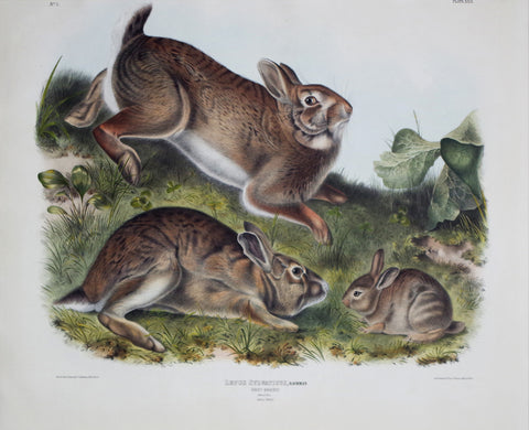 John James Audubon (1785-1851) & John Woodhouse Audubon (1812-1862), Grey Rabbit Pl. XXII