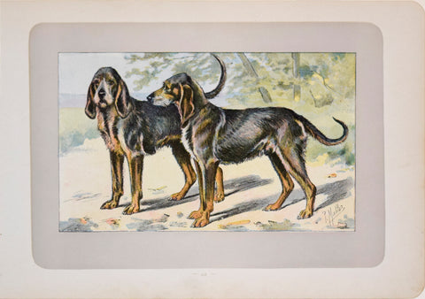 P. Mahler & J.B. Samat, Grey Saint Louis Hound