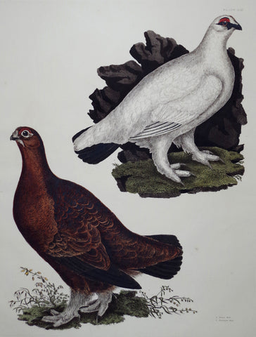 Prideaux John Selby (1788-1867), Grouse Male & Ptarmigan Male Plt LIX