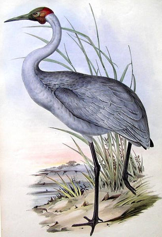 John Gould (1804-1881), Grus Australianus