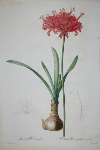 Pierre Joseph Redouté (1759-1840), Guernsey Lily, Plate 274