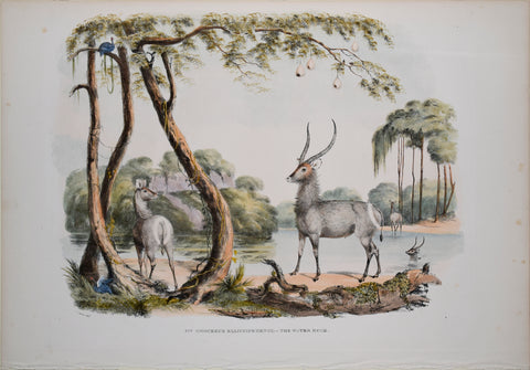 Captain W. Cornwallis Harris (1807-1848), Plate XIV The Water Buck