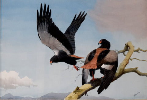 John Cyril Harrison (British, 1898-1985) , Bateleur Eagles