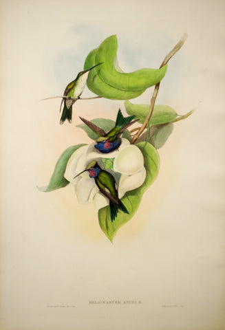 John Gould (1804-1881), Heliomaster Angelae