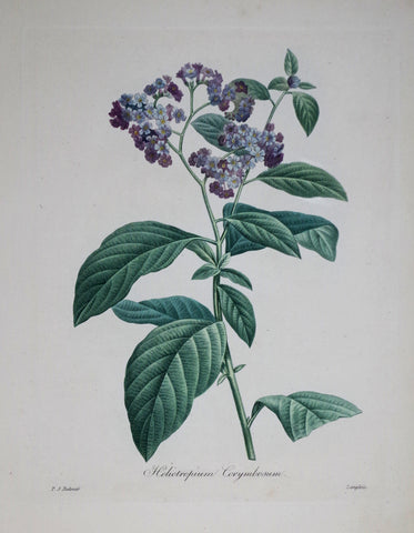 Pierre Joseph Redoute (1759-1840), Heliotropium Corymbosum