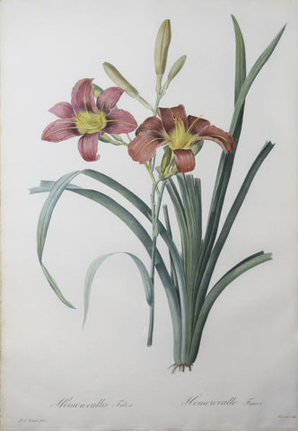 Pierre Joseph Redouté (1759-1840), Orange, Tawny, Tiger or Ditch Daylily