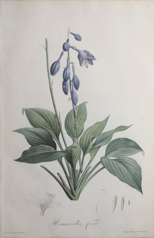 Pierre Joseph Redouté (1759-1840), Hemerocallis Caerulea, Plate 18