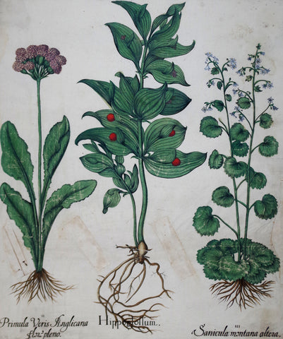 Basilius Besler (1561-1629), Hippoglollum