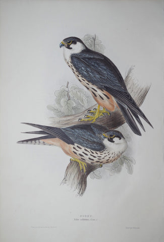 John Gould (1804-1881), Hobby