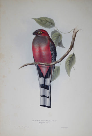 John Gould (1804-1881), Hodgson's Trogon