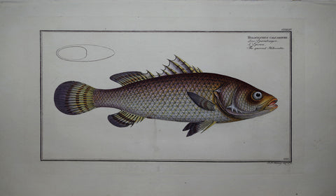 Marcus Elieser Bloch (1723-1799), Holocentrus Calcarifer (Spurred Holocentre), Pl CCXLIV