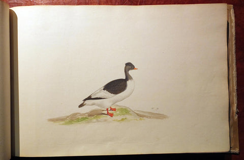 Pieter Holsteyn The Younger (Dutch, 1614-1687), Aves aquatiles advivum eleganter depictae a Petro Holsteyn - Aves ad vivum depictae a Petro Holsteyn celeberrimo pictore.