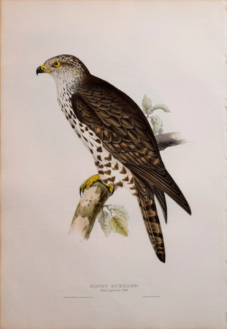 John Gould (1804-1881), Honey Buzzard