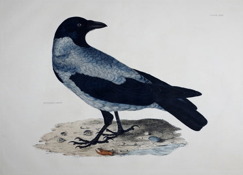 Prideaux John Selby (1788-1867), Hooded Crow Plt XXIX