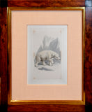 Samuel Howitt (British, 1765-1822)  Polar Bear