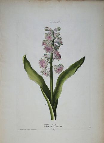 Georg Ehret (1708-1770), Hyacinthus IV P14