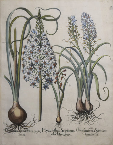 Basilius Besler (1561-1629), Hyacinthus Serotinus obsoleto colore