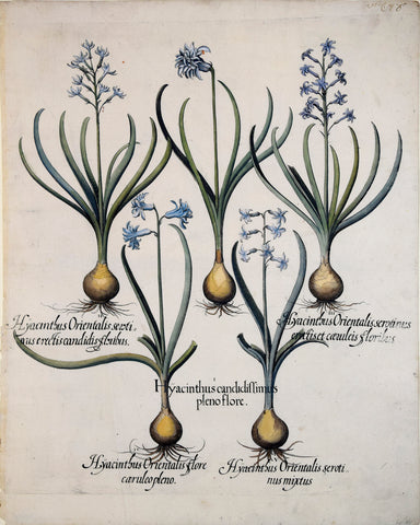 Basilius Besler (1561-1629), Hyacinthus candidissimus pleno flore