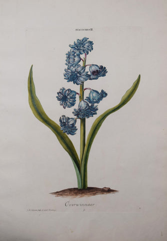 Georg Ehret (1708-1770), Hyacinthus III