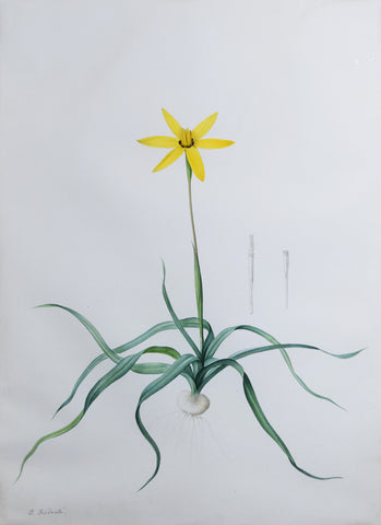 Pierre-Joseph Redouté (Belgian, 1759-1840), “Peacock Flower” Hypoxis stellata