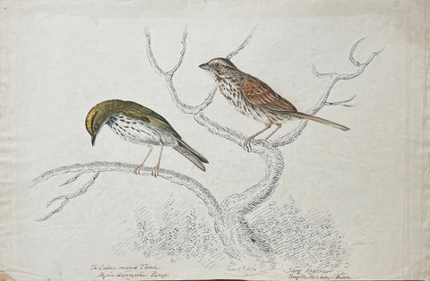 William Pope (British/Canadian, 1811-1902),The Golden Crowned Thrush Sylvia auracapilla Bonap. June 10th 1834