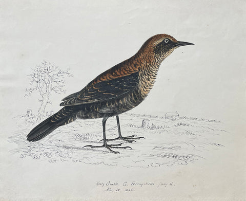 William Pope (British/Canadian, 1811-1902), Rusty Grackle C. Ferigineaus young m Nov. 15 1846