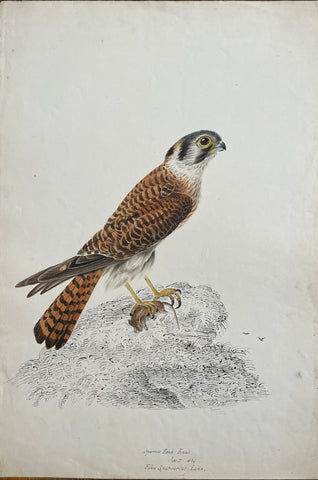 William Pope (British/Canadian, 1811-1902), Sparrow Hawk Female Jun 21 1834 Falco Sparverias linn