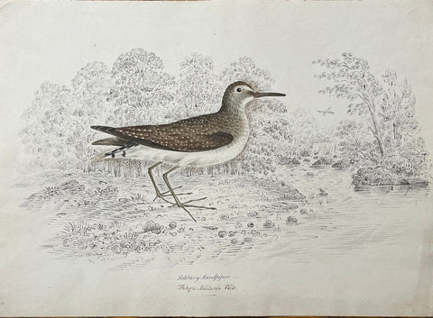 William Pope (British/Canadian, 1811-1902), Solitary Sandpiper Triage Solitaria Wils.