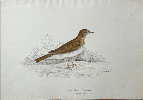 William Pope (British/Canadian, 1811-1902), Hermit Thrush T. Solitarius May 20 1847