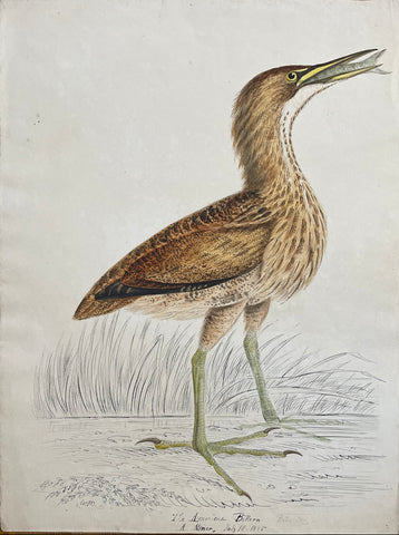 William Pope (British/Canadian, 1811-1902), The American Bittern Reduced A. Minor July 18 1845