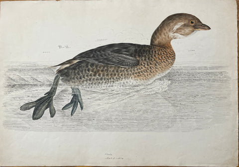 William Pope (British/Canadian, 1811-1902), Grebe Nov 8 1834