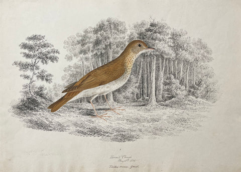 William Pope (British/Canadian, 1811-1902), Hermit Thrush May 18th 1836 Turdus minor gmel