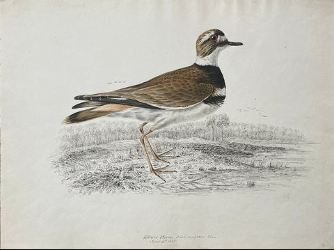 William Pope (British/Canadian, 1811-1902), Killdeer Plover April 9th 1835 Charvociferus Linn.