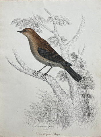 William Pope (British/Canadian, 1811-1902), Rusty Grackle female Oct 8th 1834 Quis calus Ferusineus Bonap.