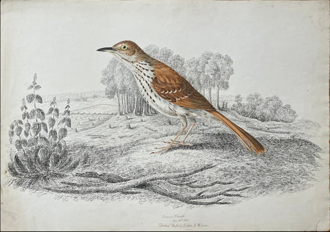 William Pope (British/Canadian, 1811-1902), Brown Thrush June 18th 1834 Turdus Rufus Linn & Wilson