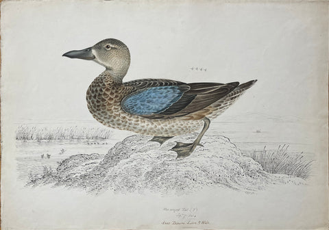 William Pope (British/Canadian, 1811-1902), Blue-winged Teal (f) Sept 27 1834 Anas Discurs Linn & Wil