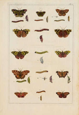 Albertus Seba (1665-1736)  Tab I  [Insects]