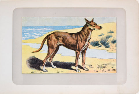 P. Mahler & J.B. Samat, Ibizan Hound